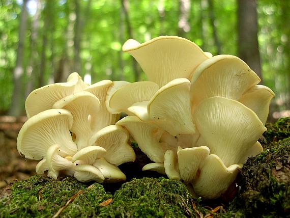 hliva buková Pleurotus pulmonarius (Fr.) Quél.