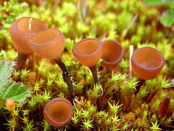 hľuznatka Duriaeova Sclerotinia duriaena