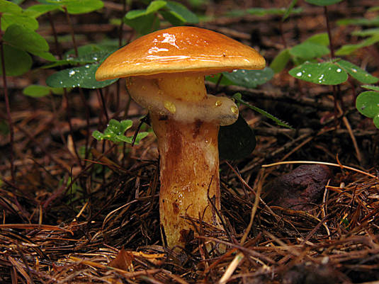 masliak smrekovcový Suillus grevillei (Klotzsch) Singer