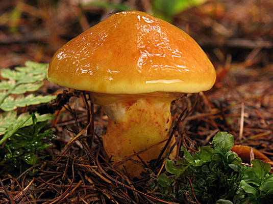 masliak smrekovcový Suillus grevillei (Klotzsch) Singer