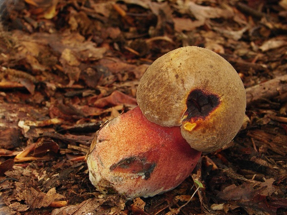 hríb zrnitohlúbikový Sutorius luridiformis (Rostk.) G. Wu & Zhu L. Yang