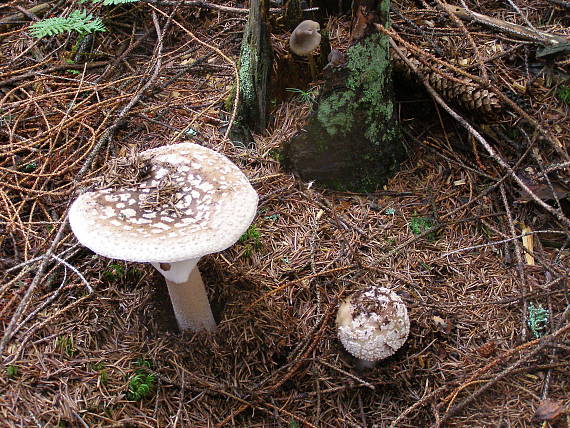 muchotrávka hrubá Amanita excelsa (Fr.) Bertill.