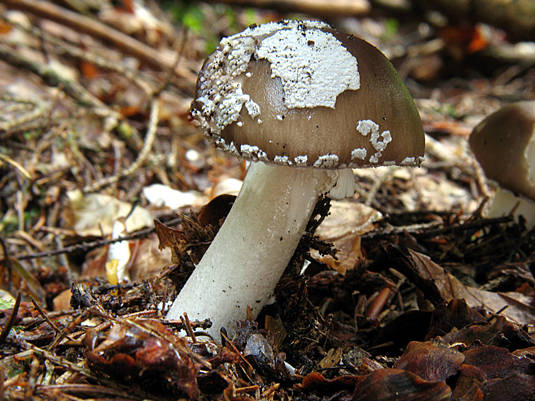 muchotrávka tigrovaná Amanita pantherina (DC.) Krombh.