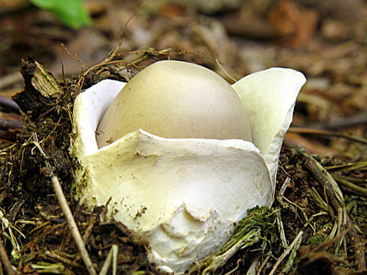 muchotrávka pošvatá Amanita vaginata (Bull.) Lam.