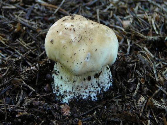 hríb smrekový Boletus edulis Bull.