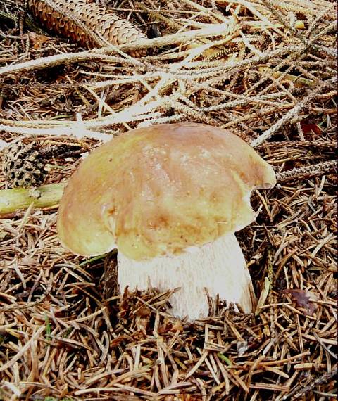 hřib smrkový - Hríb smrekový Boletus edulis Bull.