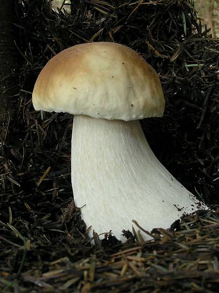 hríb smrekový Boletus edulis Bull.