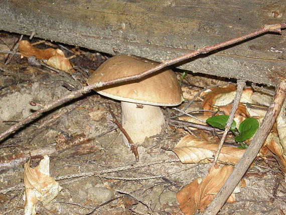 hríb dubový Boletus sp.