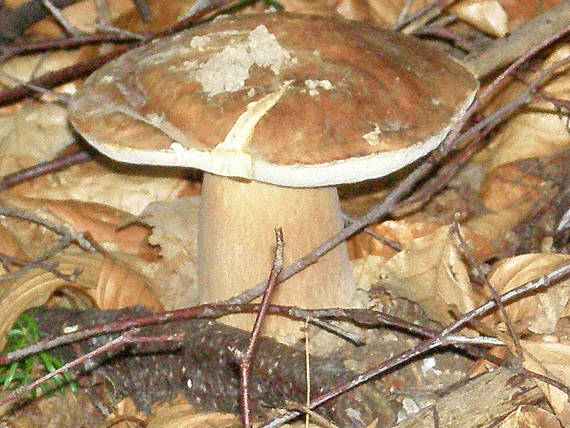 hríb dubový Boletus sp.