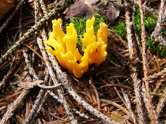 parôžkovec lepkavý Calocera viscosa (Pers.) Fr.