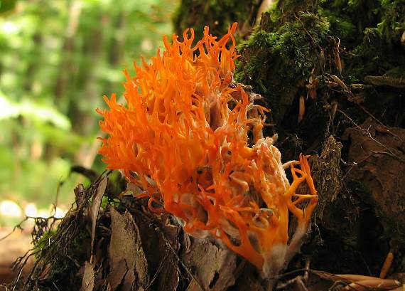 parôžkovec lepkavý Calocera viscosa (Pers.) Fr.