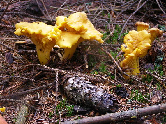 kuriatko jedlé Cantharellus cibarius Fr.