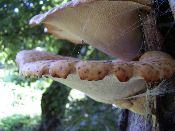 trúdnik šupinatý Cerioporus squamosus (Huds.) Quél.