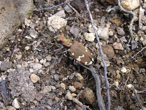 svižník Cicindela sylvicola