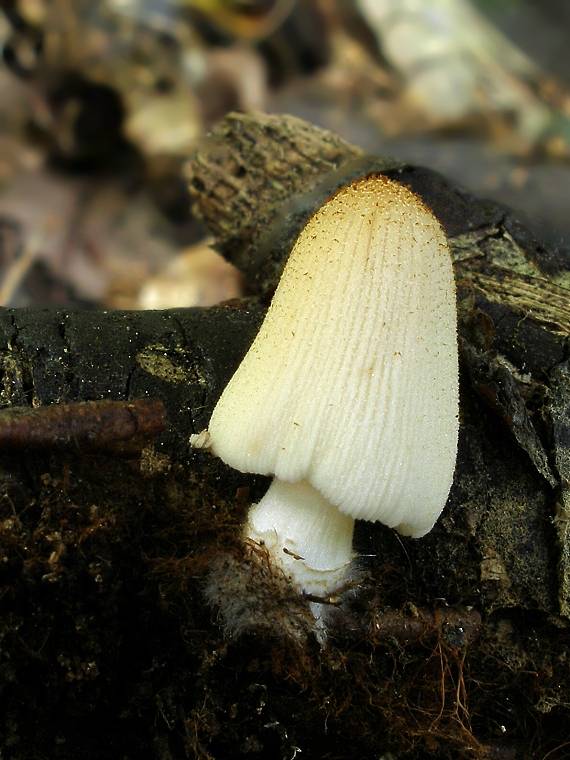 hnojnik Coprinus sp.