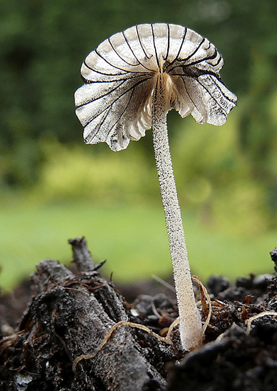 hnojník Coprinus sp.