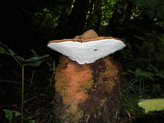 lesklokôrovka plochá Ganoderma applanatum (Pers.) Pat.