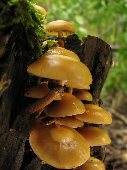 šupinovka menlivá Kuehneromyces mutabilis (Schaeff.) Singer & A.H. Sm.