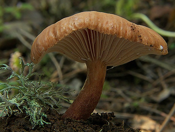 rýdzik Lactarius sp.