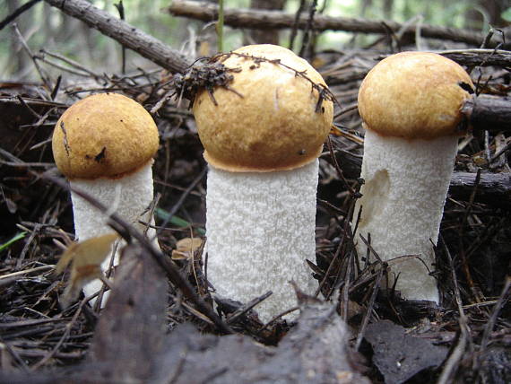 kozáky osikové Leccinum albostipitatum den Bakker & Noordel.