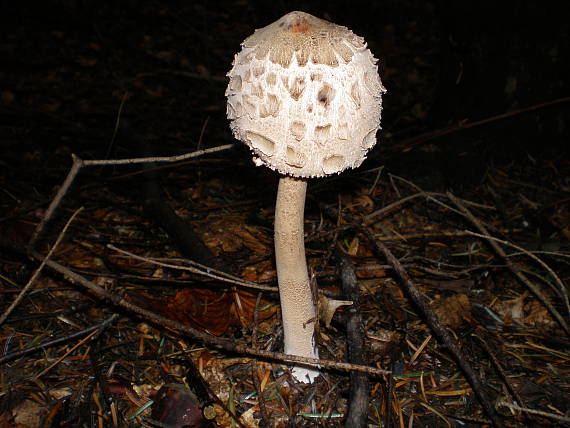 bedľa vysoká Macrolepiota procera (Scop.) Singer