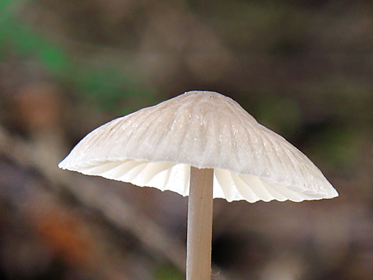 prilbička mliečna Mycena galopus (Pers.) P. Kumm.