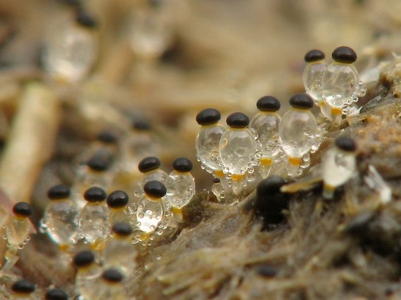 mrštec jagavý Pilobolus crystallinus (F.H. Wigg.) Tode