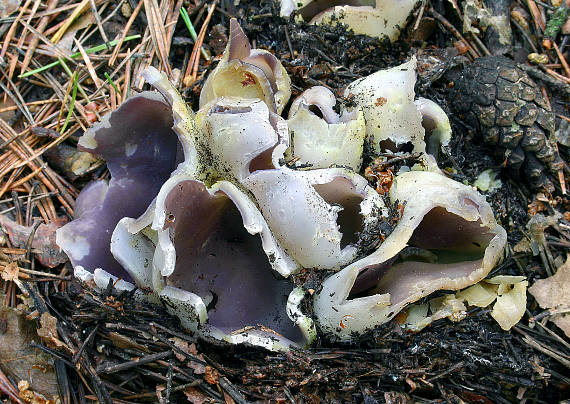 tulipánovka fialová Sarcosphaera coronaria (Jacq.) J. Schröt.