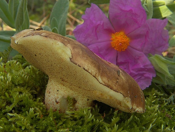 masliak Suillus bellini