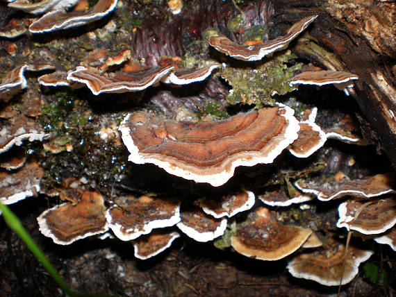 trúdnikovec pestrý Trametes versicolor (L.) Lloyd