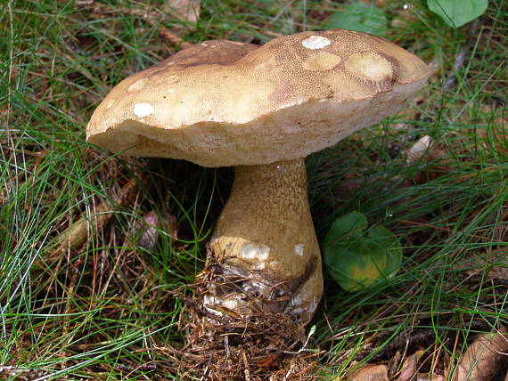 podhríb žlčový Tylopilus felleus (Bull.) P. Karst.