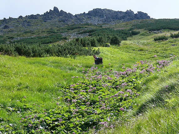 tatranská flóra