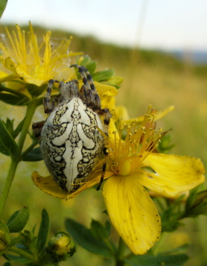 samicu kriziaka (celad Araneidae) Aculepeira ceropegia