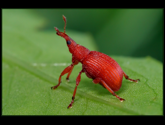 nosáčik Apion sp.