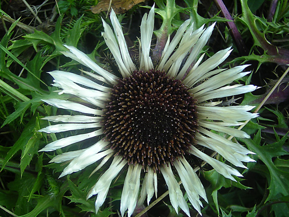 krasovlas bezbyľový Carlina acaulis subsp. acaulis L.