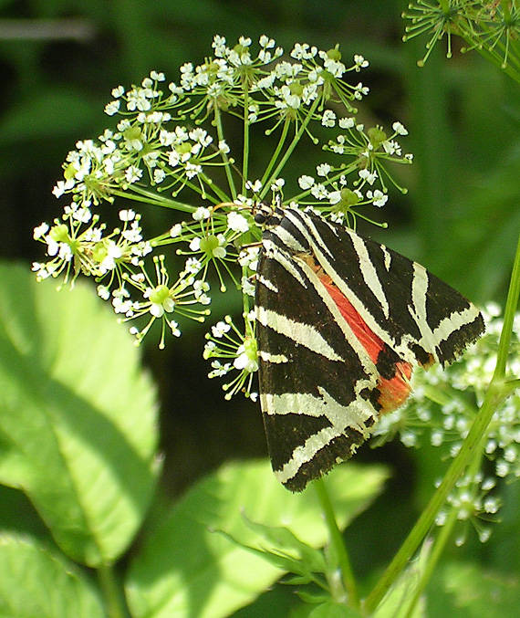 spriadač kostihojový Euplagia quadripunctaria