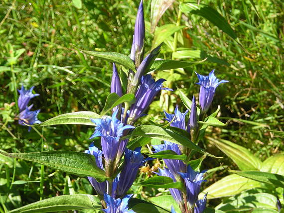 horec luskáčovitý Gentiana asclepiadea L.