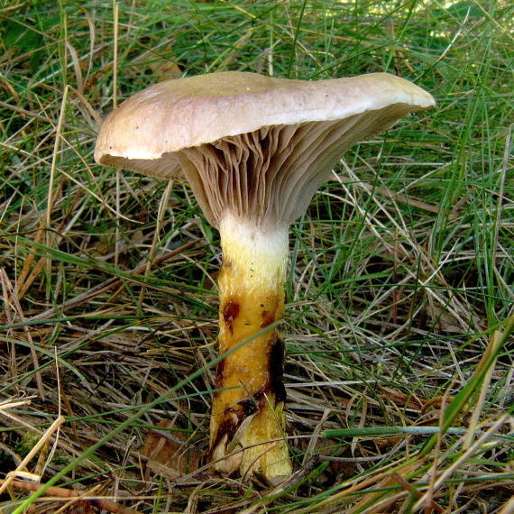 sliziak mazľavý Gomphidius glutinosus (Schaeff.) Fr.