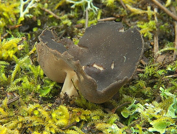 chriapač tmavý Helvella solitaria P. Karst.