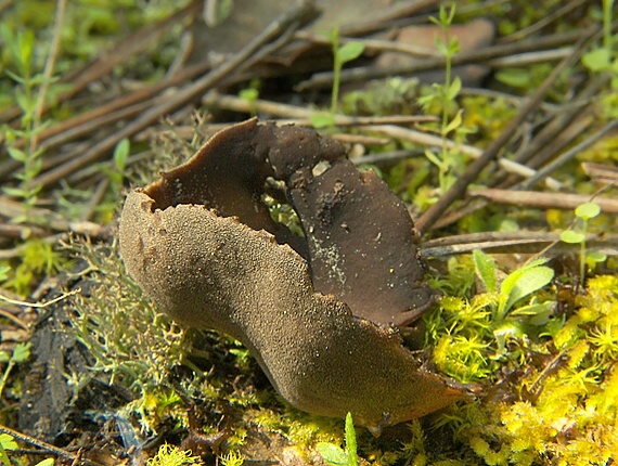 chriapač Helvella sp.