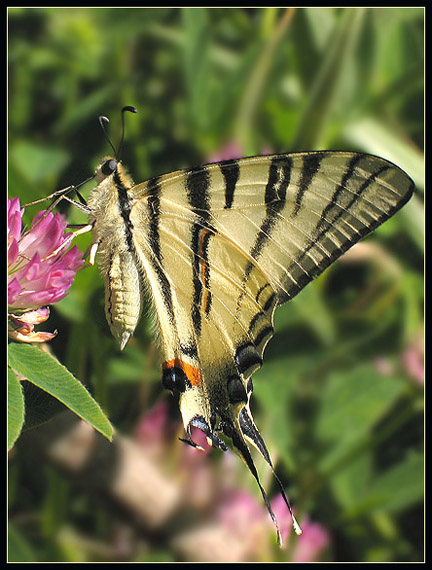 vidlochvost ovocný Iphiclides podalirius