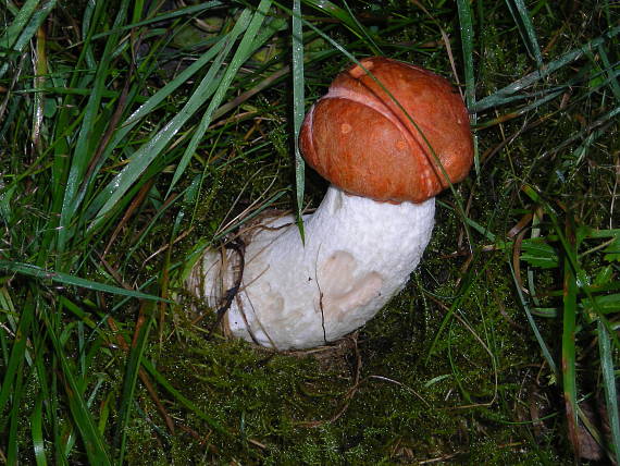 kozák osikový Leccinum aurantiacum (Bull.) Gray