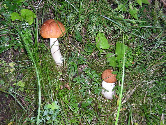 kozák osikový Leccinum aurantiacum (Bull.) Gray