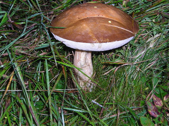 kozák Leccinum sp.