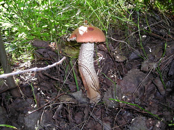 kozák Leccinum sp.