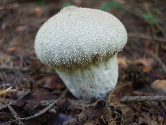 prášnica bradavičnatá Lycoperdon perlatum Pers.