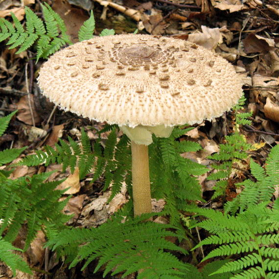 bedľa vysoká Macrolepiota procera (Scop.) Singer