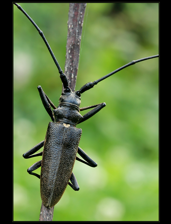 vrzúnik pralesový Monochamus sartor