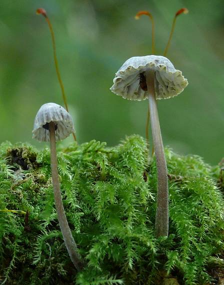 prilbička Mycena sp.