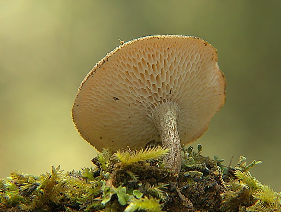 trúdnik Polyporus sp.